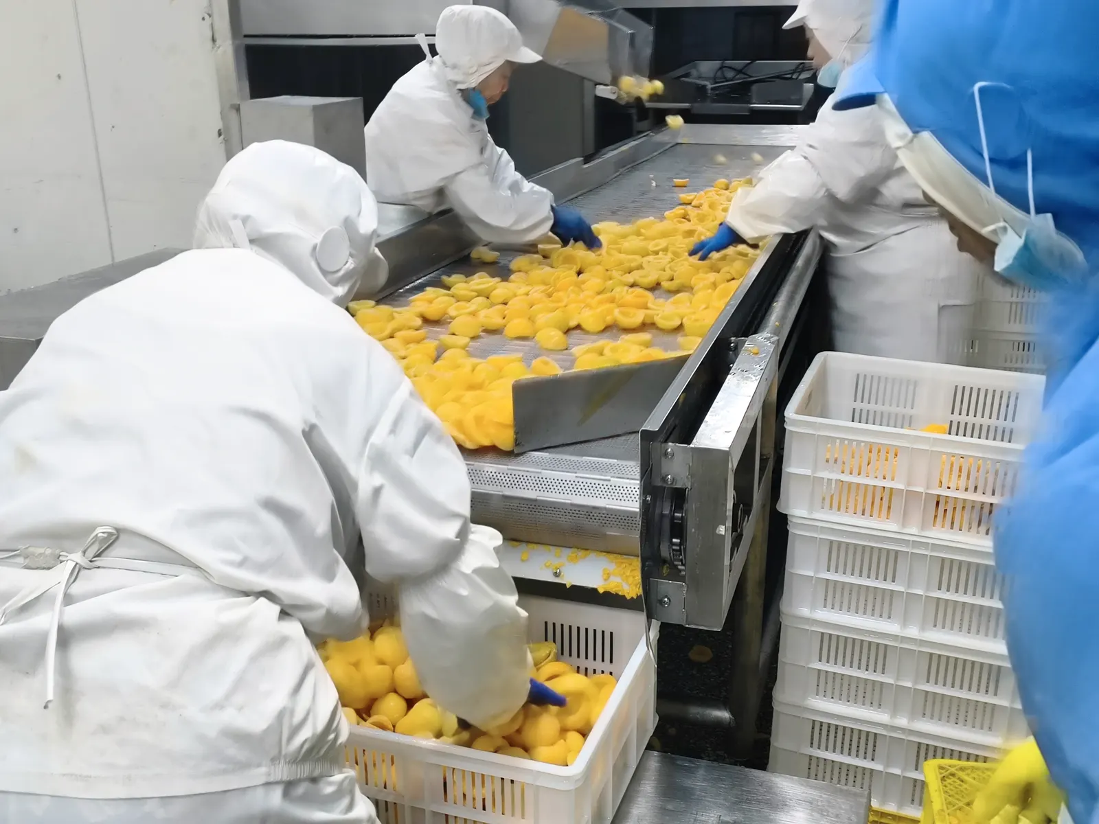 Yellow peach halves being inspected on a real processing line