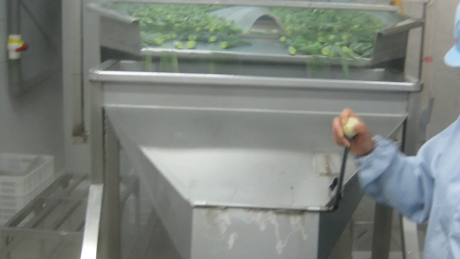 iqf frozen okra production checkpoint 1