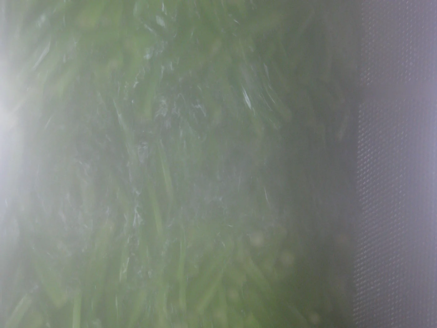iqf frozen okra production checkpoint 4