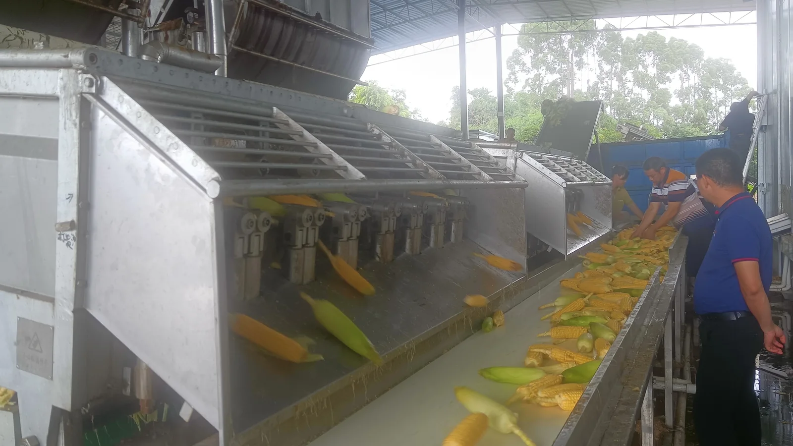 iqf frozen sweet corn production checkpoint 1
