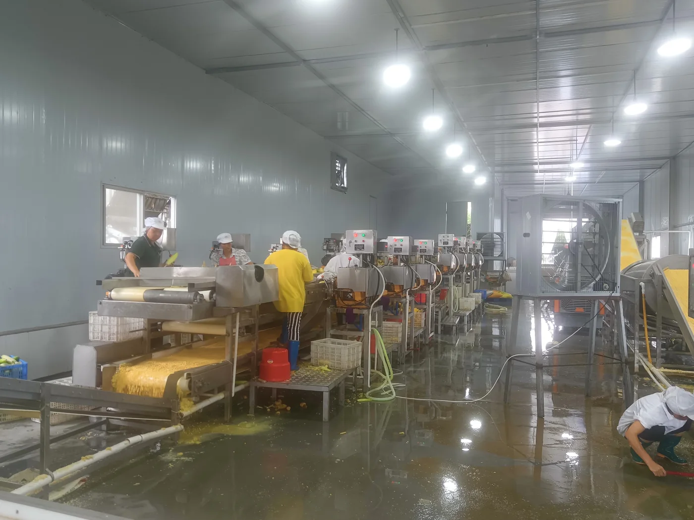 iqf frozen sweet corn production checkpoint 4