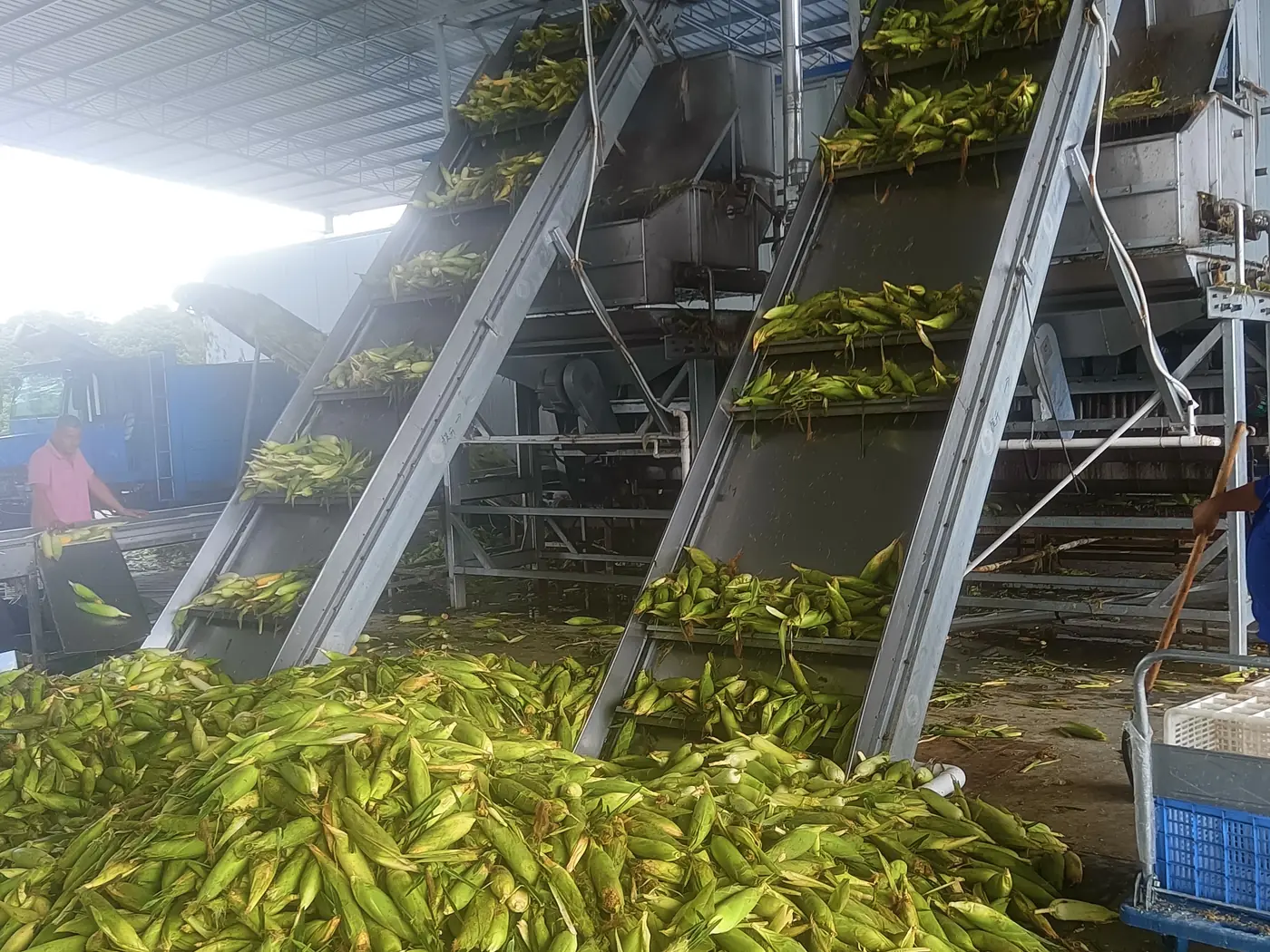 iqf frozen sweet corn production checkpoint 5