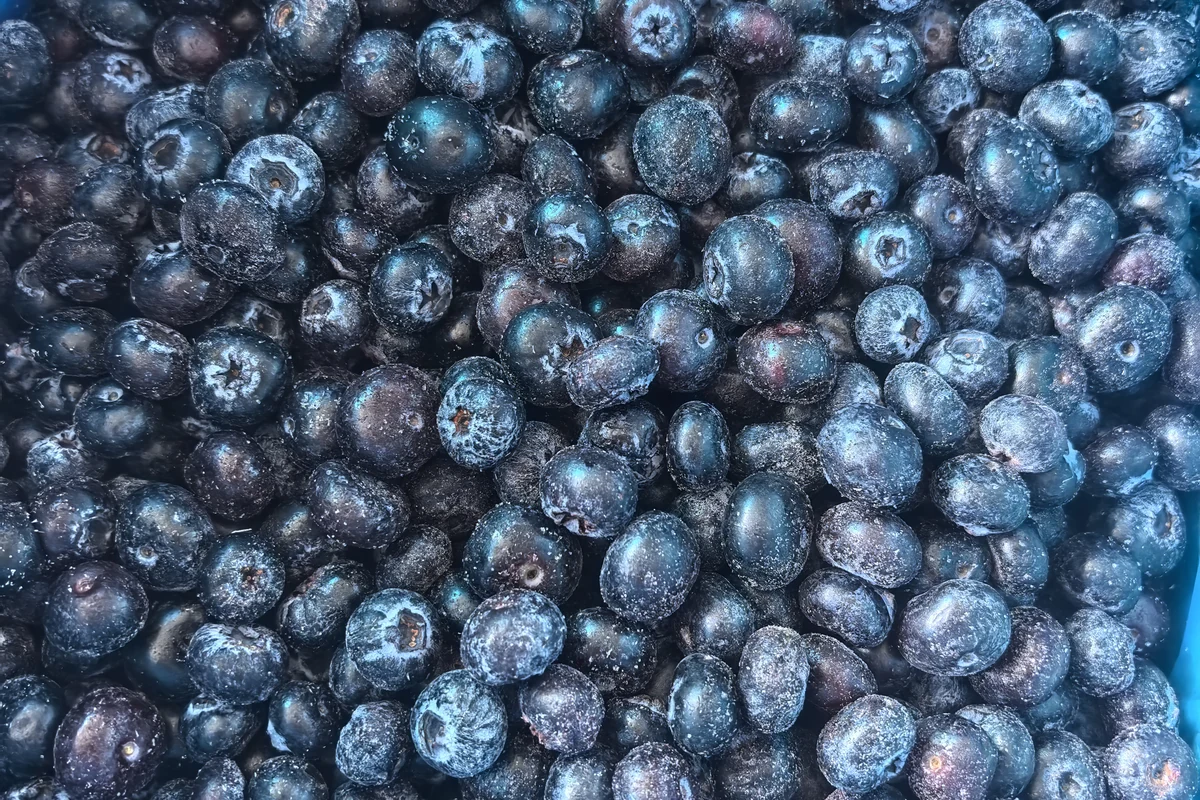 Tiefgefrorene ganze Heidelbeeren in einer blau ausgekleideten Obstkiste