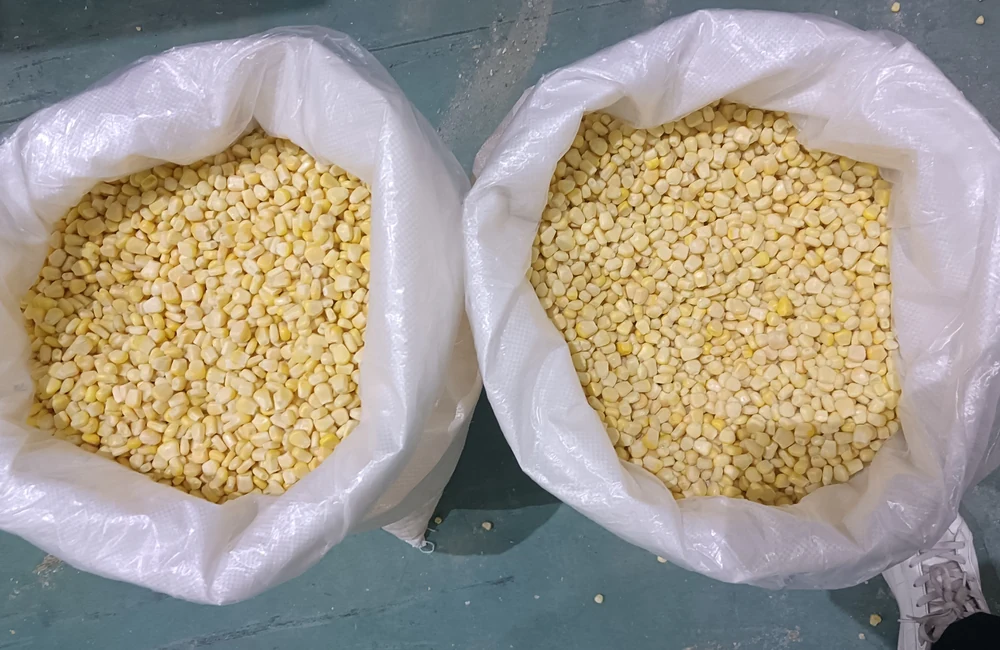 Sweet corn lot variation for cornbread inclusion Two open white sacks of yellow sweet corn kernels