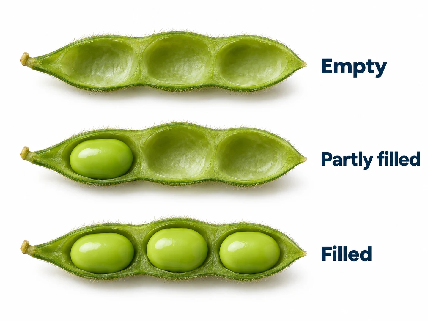 Separate empty, partly filled and filled observations Conceptual opened edamame pods with zero, one and three visible beans