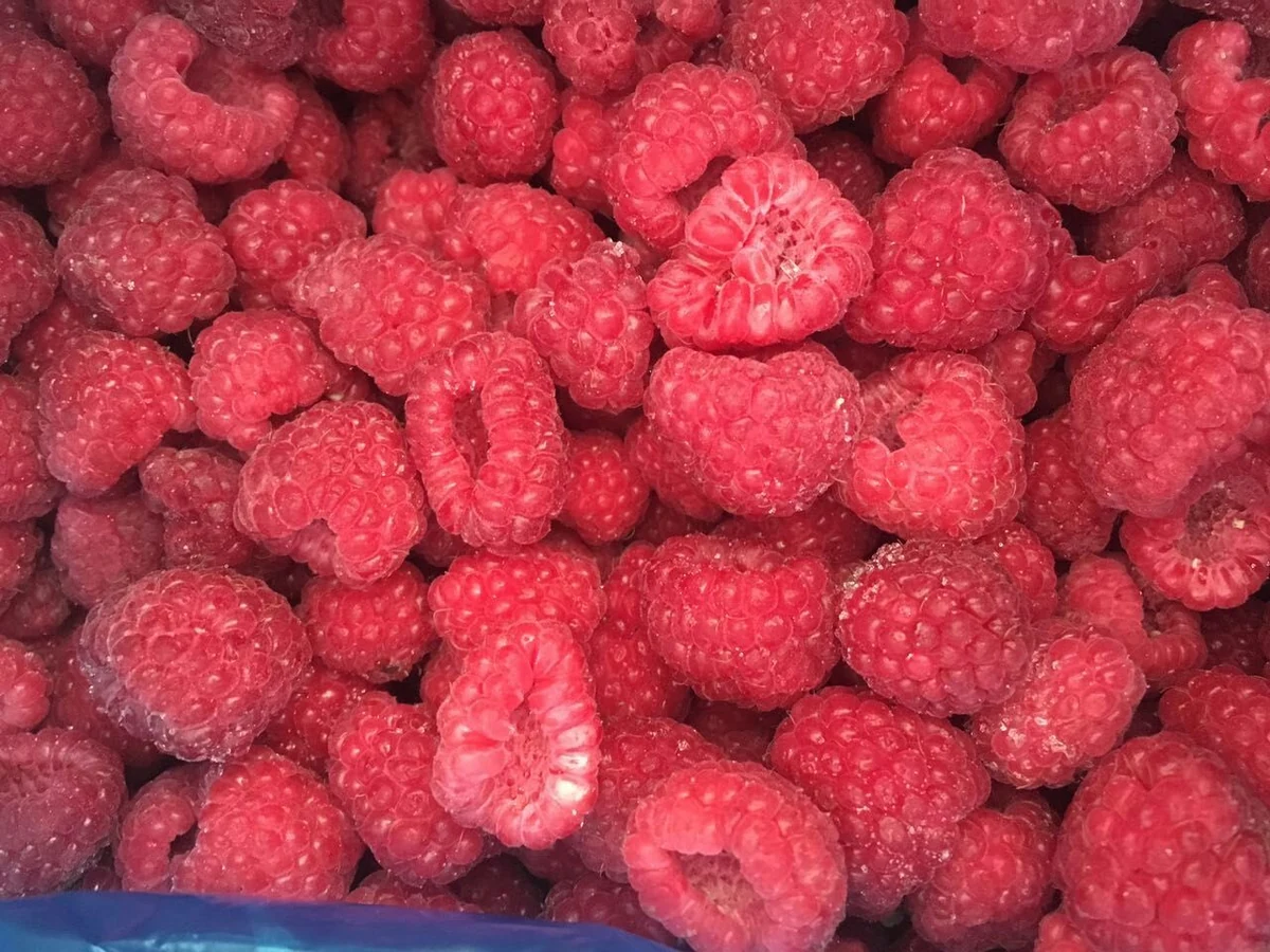 Original close view of whole red raspberries with hollow centres and a blue liner edge