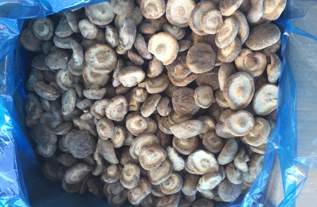 Vista original sin marca de sombreros enteros de shiitake congelado con escarcha en un revestimiento azul de uso alimentario