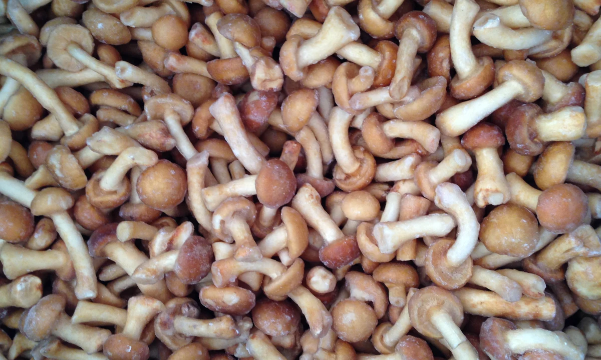 Setas nameko congeladas enteras muestran pequeños sombreros ámbar y tallos claros para revisar su presentación en sopa