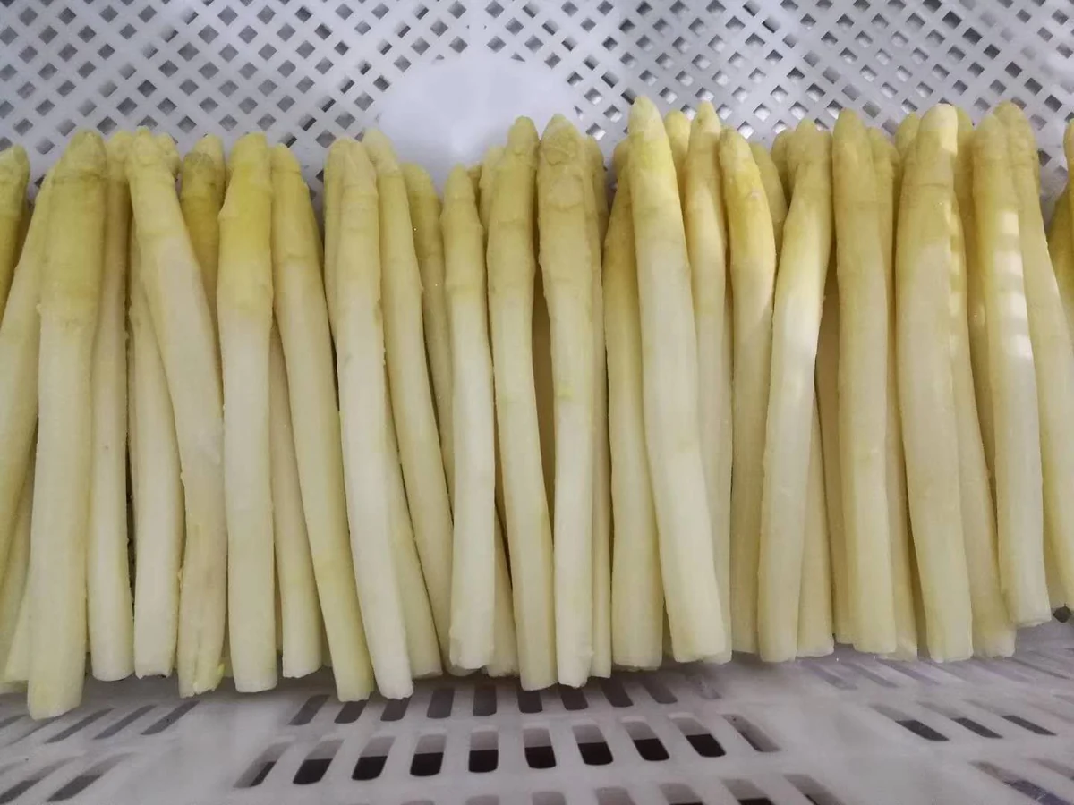 Recognize the whole white-asparagus form Whole pale white asparagus spears in a white crate show intact tips and long shafts