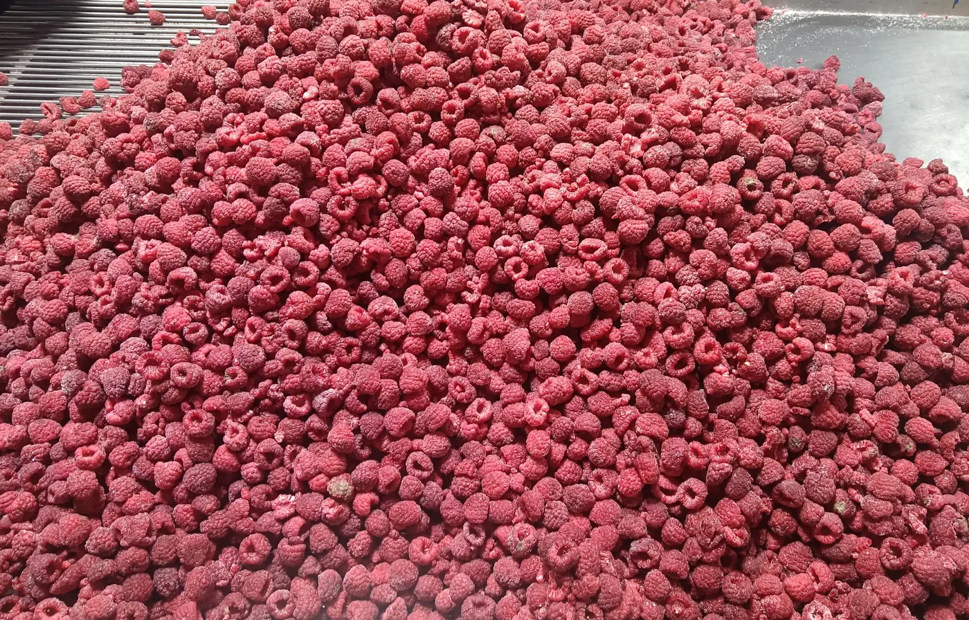 Whole frozen raspberry form Whole frozen raspberries with recognizable fruit bodies in a product tray