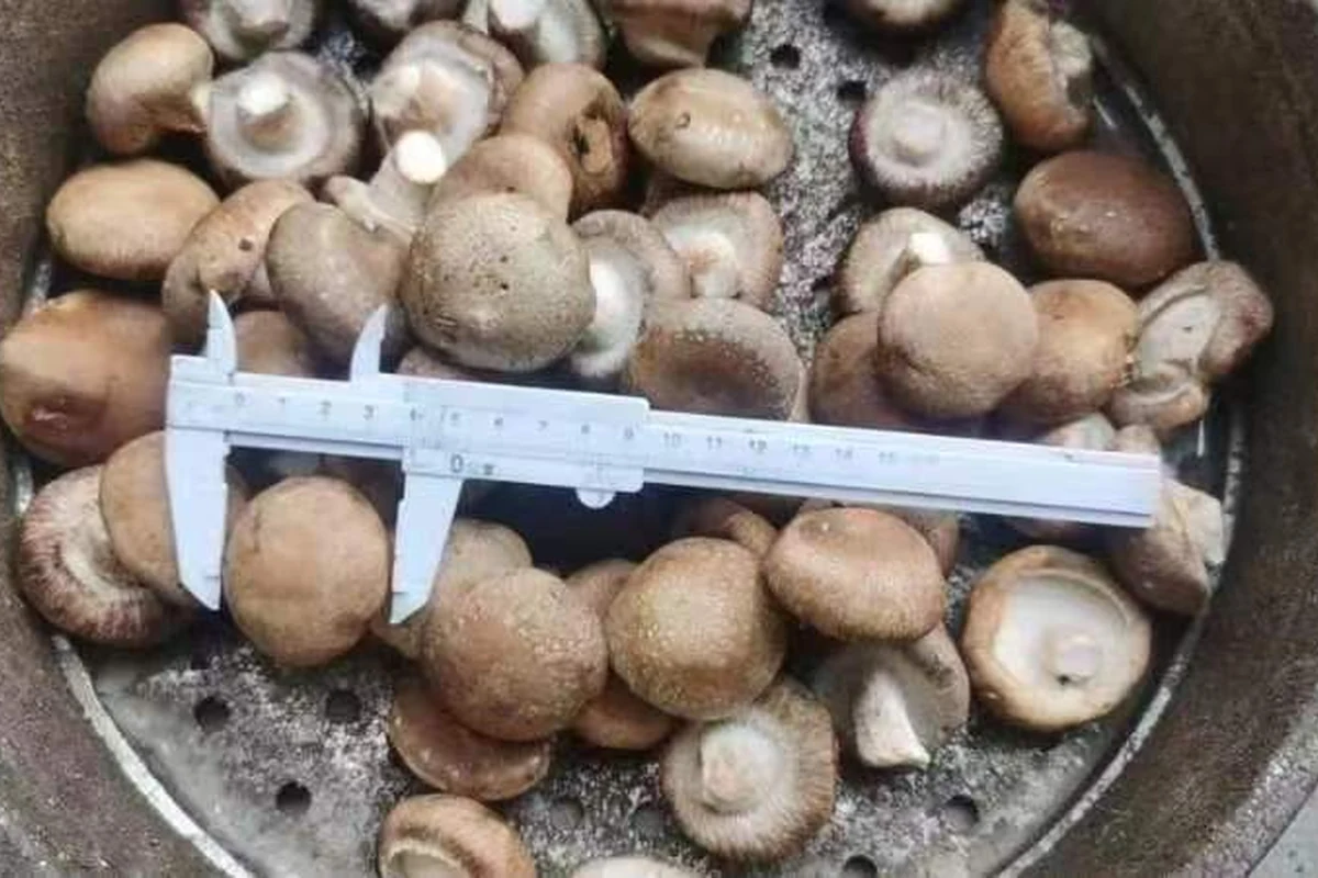 Fotografía original de sombreros enteros de shiitake con caras inferiores visibles y un calibre de medición