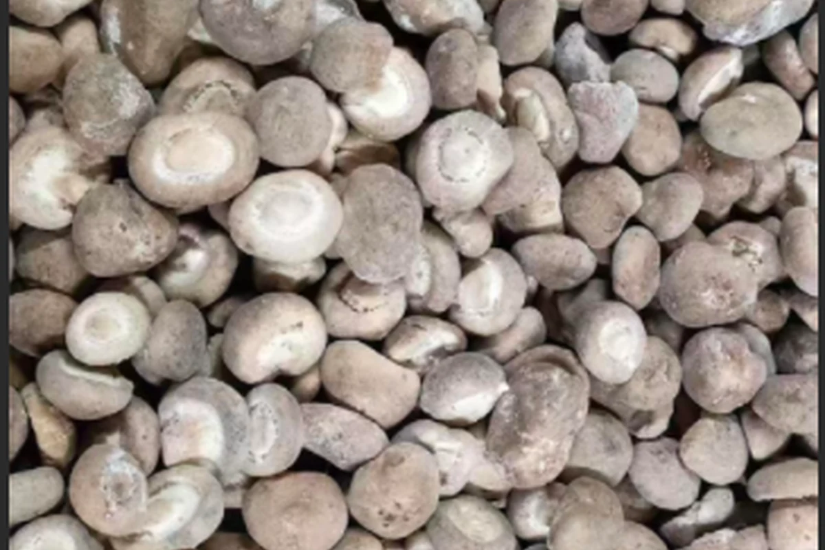 Fotografía original de sombreros enteros de shiitake congelado que muestra partes superiores marrones y extremos de tallos cortados