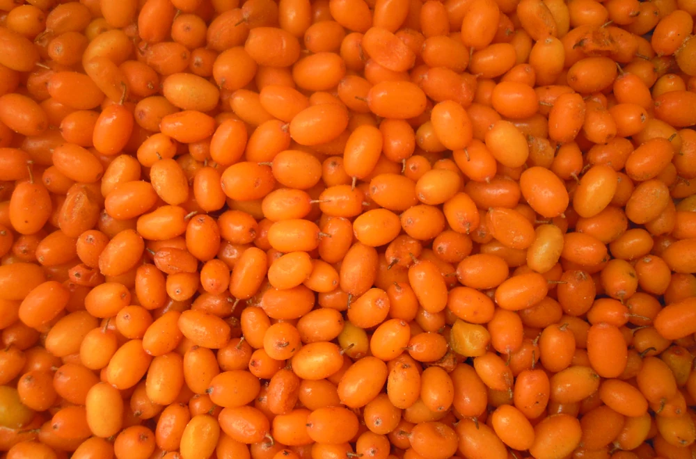 Détail d'une baie entière d'argousier Deuxième gros plan réel de baies orange détachées montrant leur forme individuelle