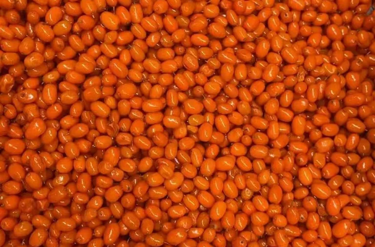 Frutos enteros naranjas reales de espino amarillo en un primer plano sin marca de fruta recibida