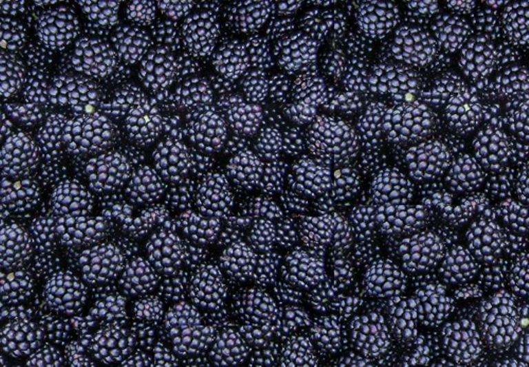 Moras enteras brillantes llenan el encuadre