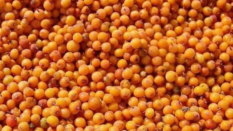 Close view of whole orange sea buckthorn berries