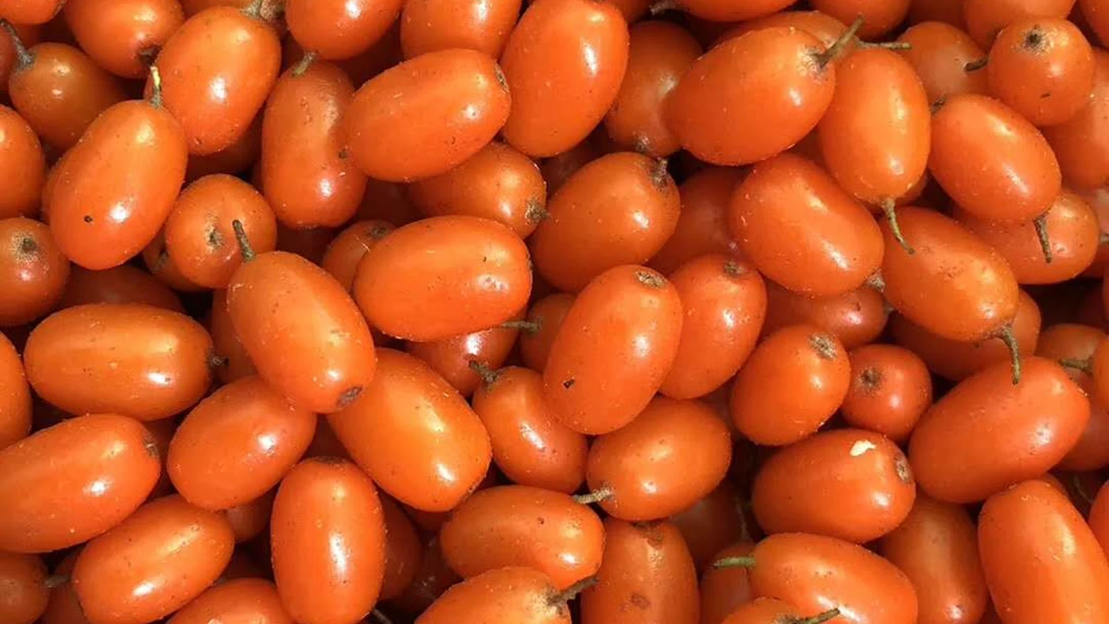 Whole sea buckthorn fruit before serving Whole orange sea buckthorn berries with intact skins