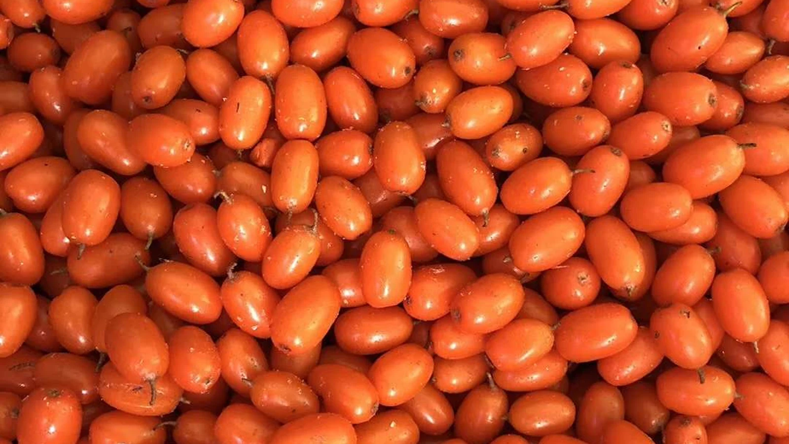 Whole frozen sea buckthorn berries Whole sea buckthorn berries before making an infusion