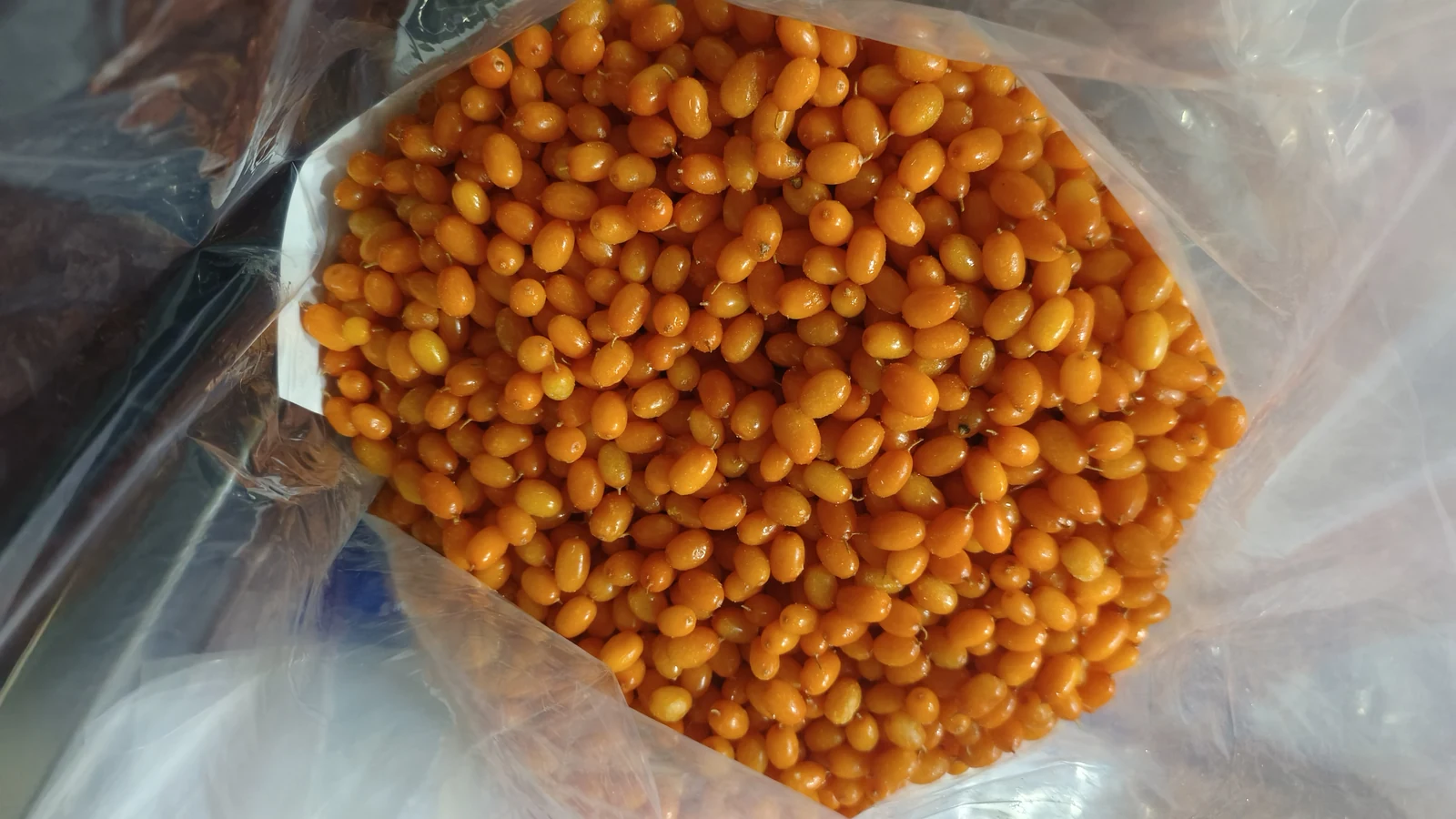 Actual sea buckthorn fruit for a cup comparison Loose sea buckthorn berries in a clear unbranded bag