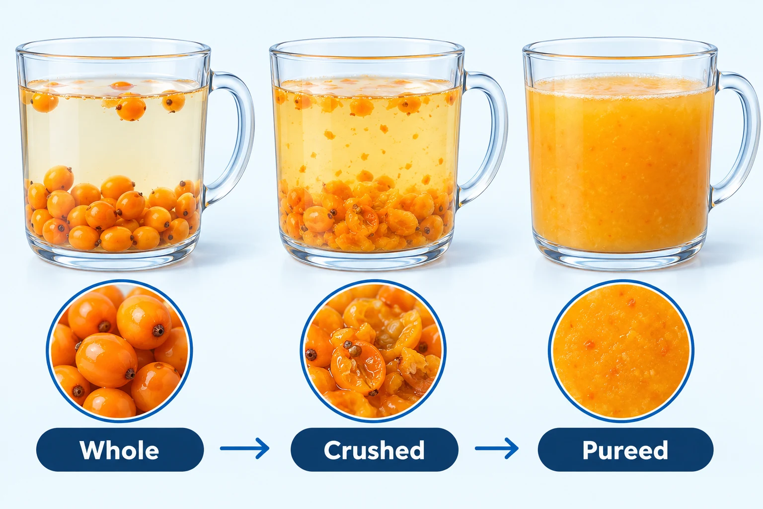 How berry preparation changes a cup of tea Three clear mugs comparing whole crushed and pureed sea buckthorn in hot water
