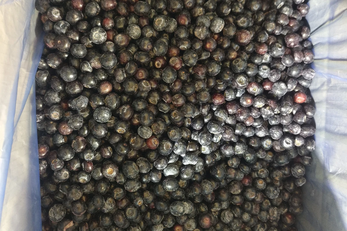 Arándanos enteros antes de preparar tortitas Arándanos enteros en una bolsa interior sin marca muestran el formato de fruta utilizado para tortitas