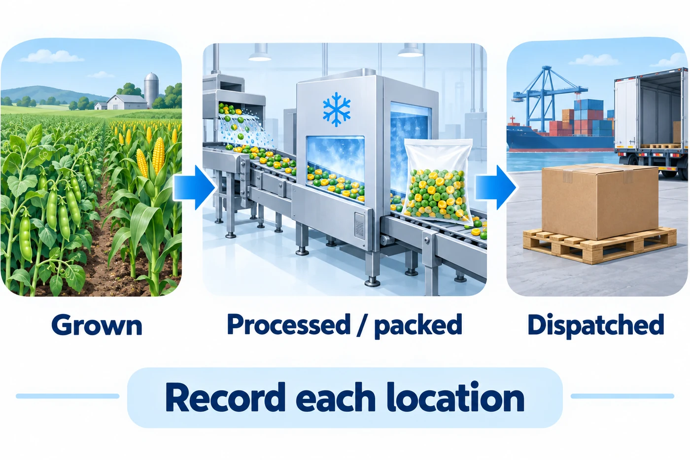 Record growing, processing and dispatch separately Illustrated growing field, processing and packing line, and dispatch pallet shown as separate places