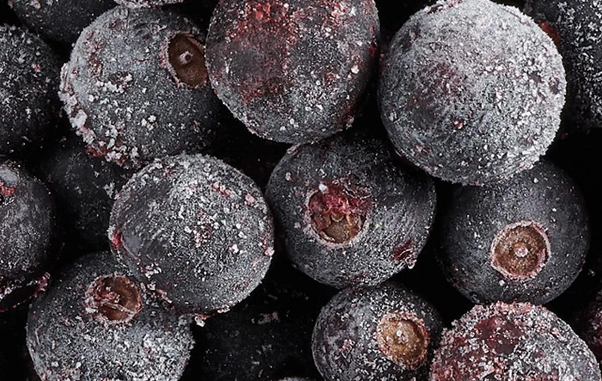 Forma del ribes nero ricoperto di brina Primo piano di ribes nero intero ricoperto di brina con forme arrotondate intatte