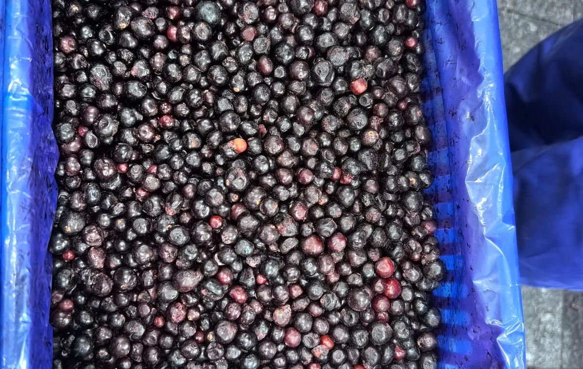Un altro campione di ribes nero come materia prima Contenitore con rivestimento blu pieno di ribes nero scuro congelato, visto dall’alto