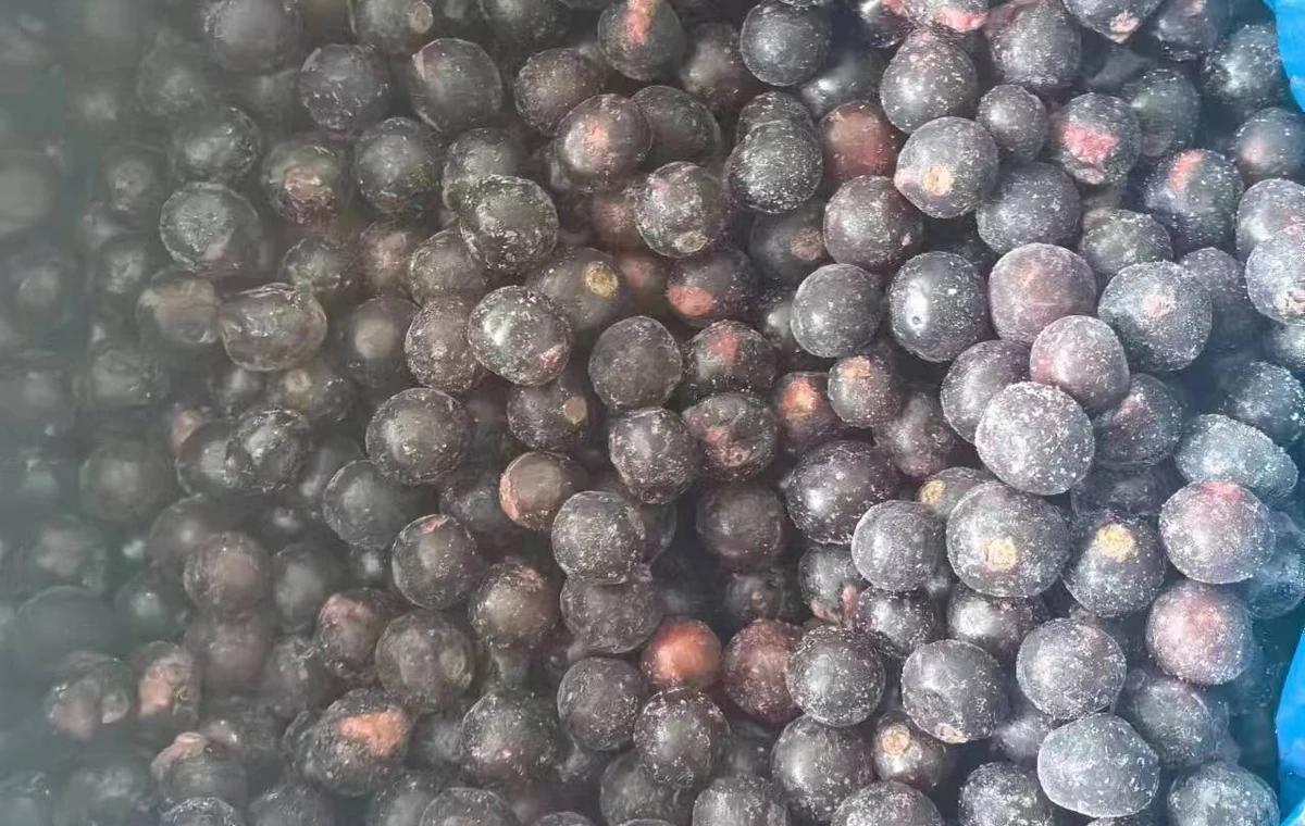 Dettaglio del ribes nero prima dello scongelamento Vista ravvicinata di ribes nero intero congelato e brina in un contenitore con rivestimento blu