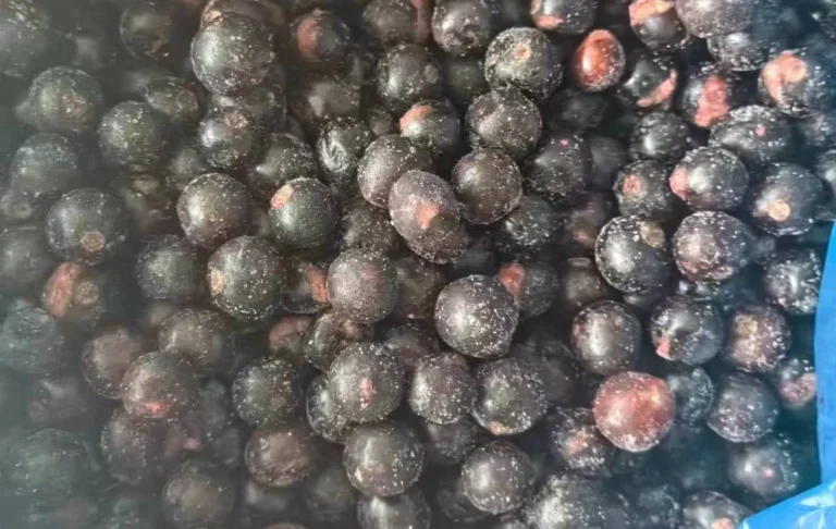 Whole frozen blackcurrants in a blue-lined bulk container before jam preparation