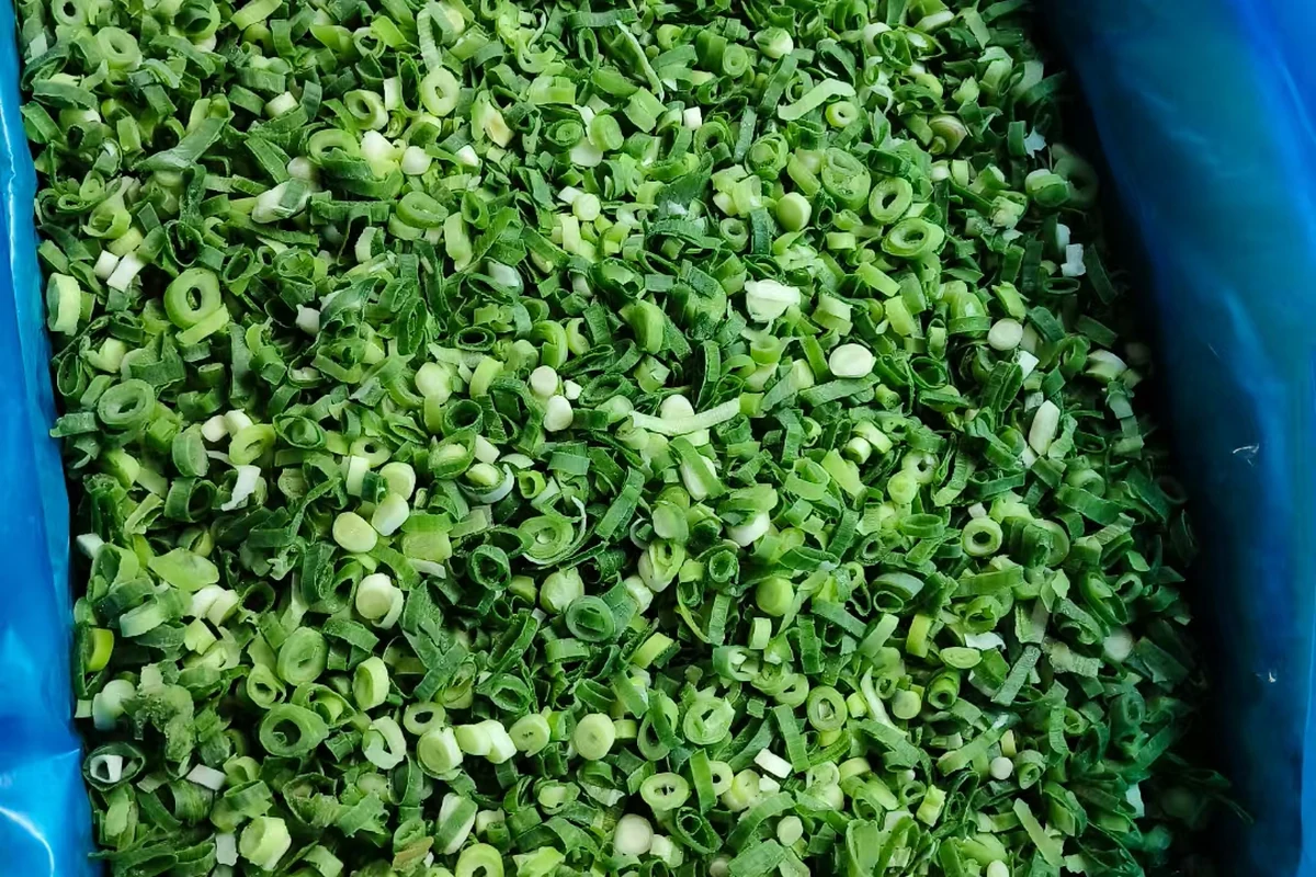 Green onion cut before dumpling mixing Frozen green onion rings with pale and dark green portions in an open blue liner
