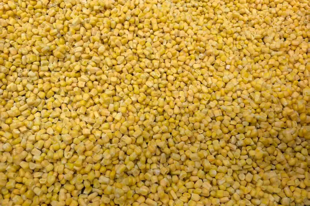 Whole kernels for chowder texture Yellow sweet corn kernels spread across a surface showing whole and broken pieces