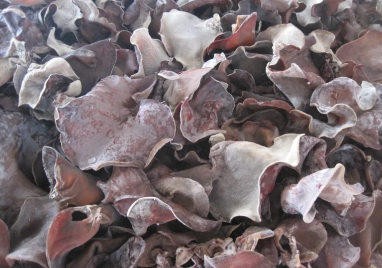 Frozen wood ear mushroom folds in a close product view