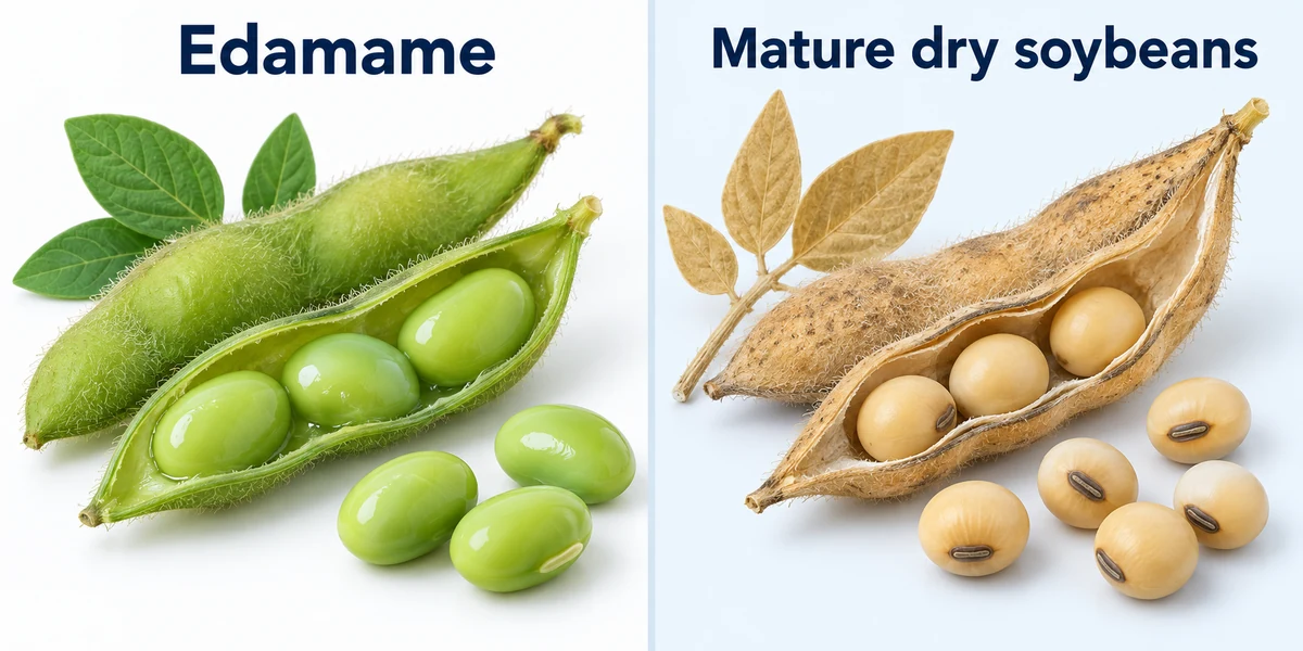 Green harvest and mature dry soybean comparison Green vegetable soybean pods and beans beside tan mature dry soybean pods and seeds