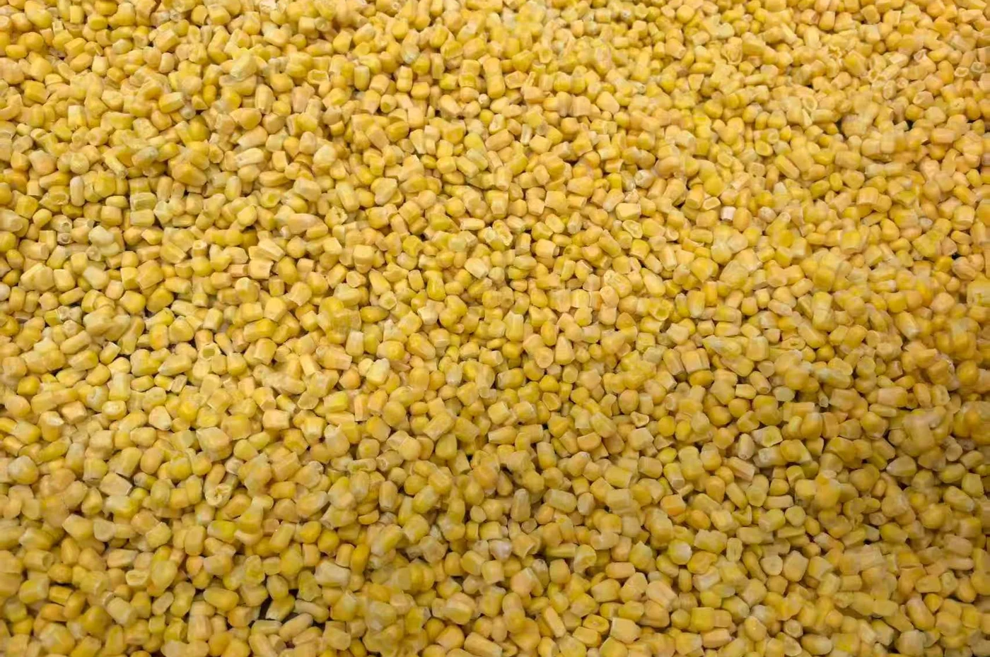 Frozen sweet corn kernels Frozen yellow corn kernels in a real product sample