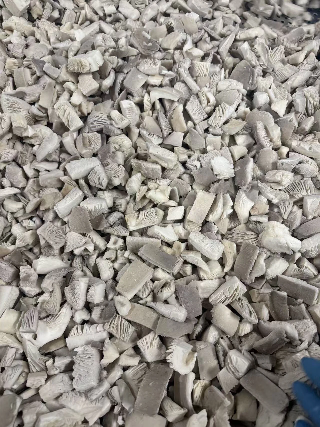 Oyster mushroom form Frozen oyster mushroom pieces with visible gills and pale tissue