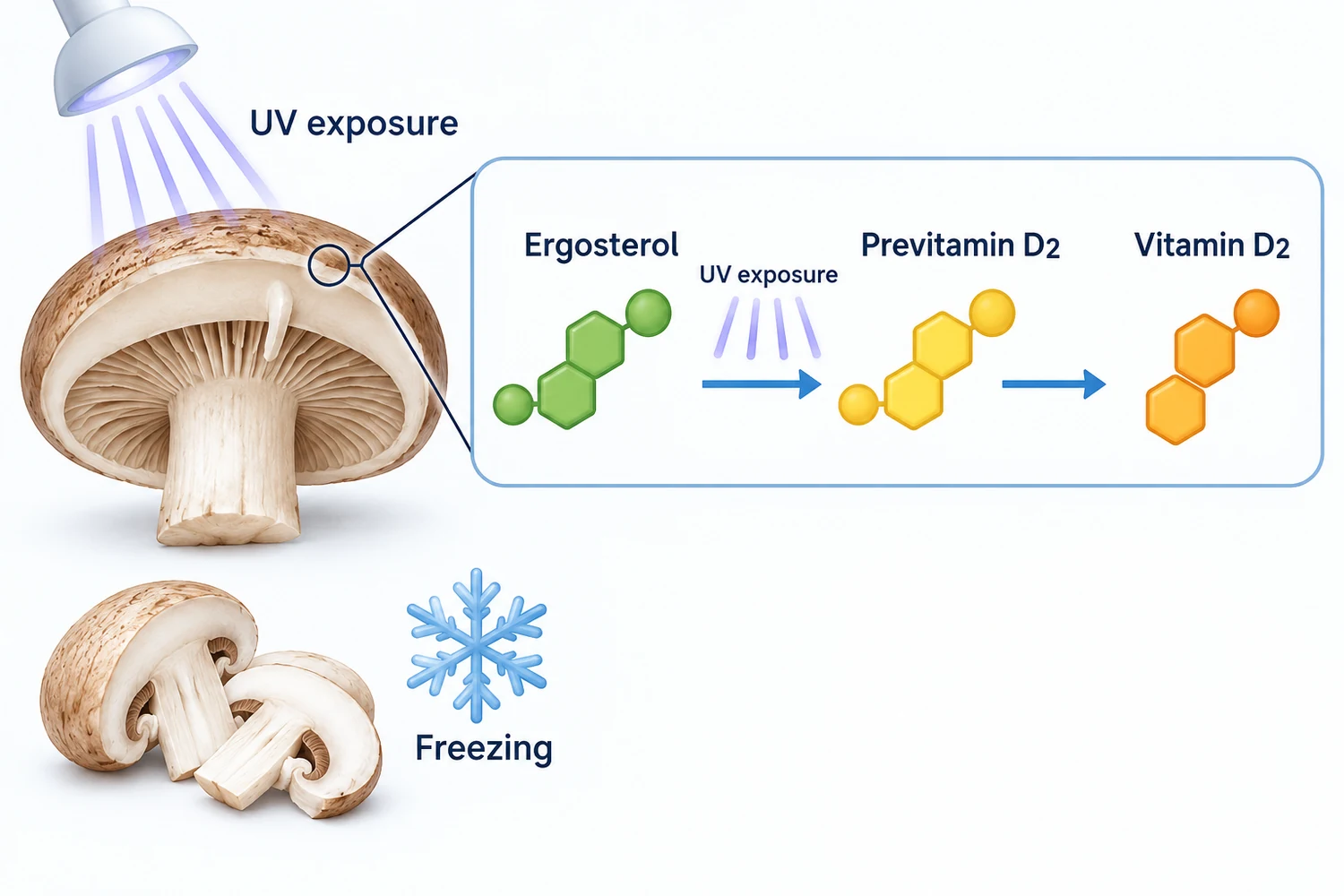 UV exposure and the D2 pathway Mushroom cutaway under UV rays with symbolic ergosterol to previtamin D2 and vitamin D2 stages, separate from freezing