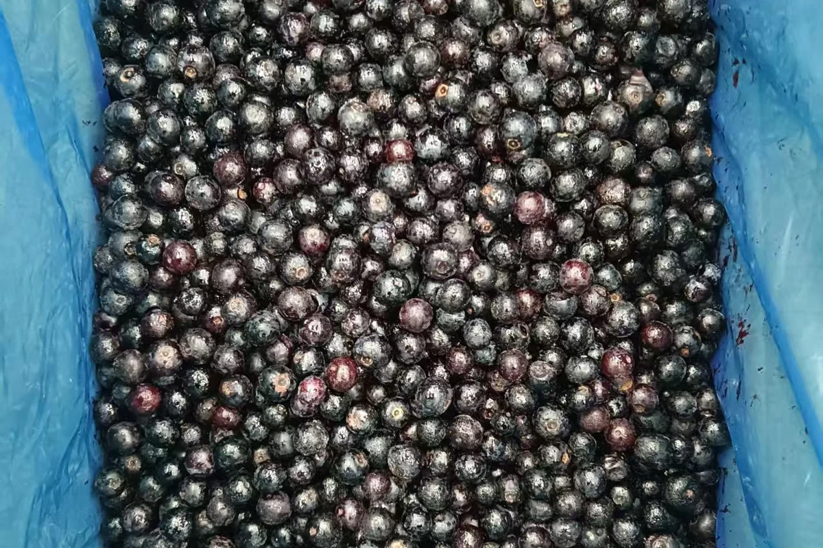 Blueberry whole-fruit appearance Whole dark blueberries in a lined container showing the fruit form before a thaw comparison